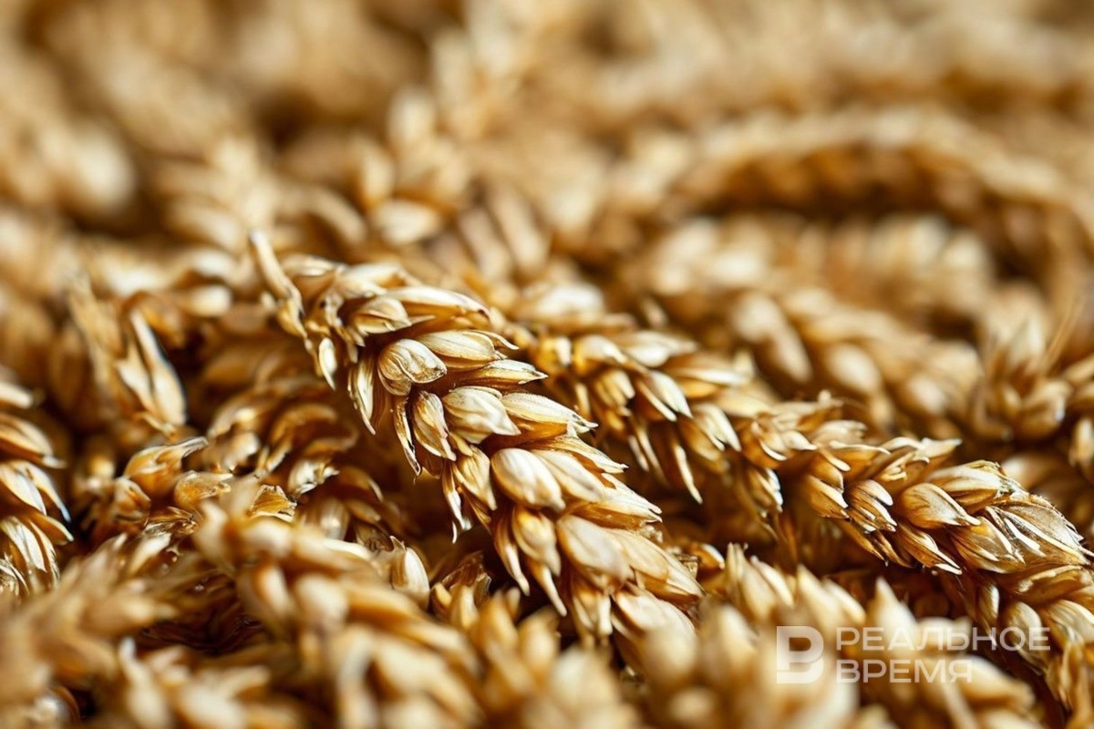   Реальное время / realnoevremya.ru