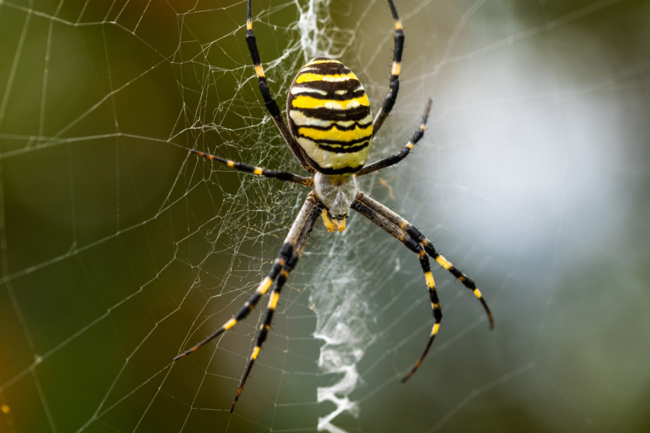    Shutterstock/FOTODOM