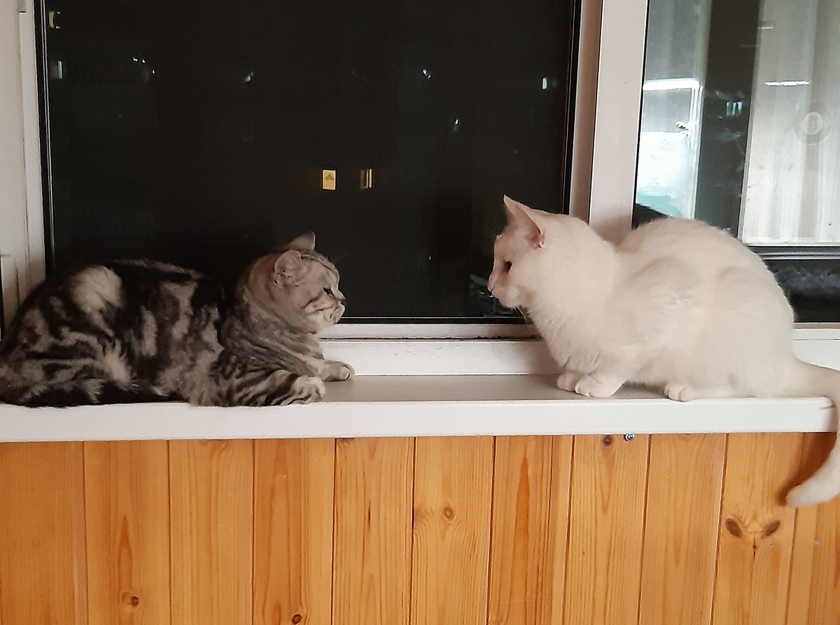 Мия и Мелкий накануне отъезда человеков.