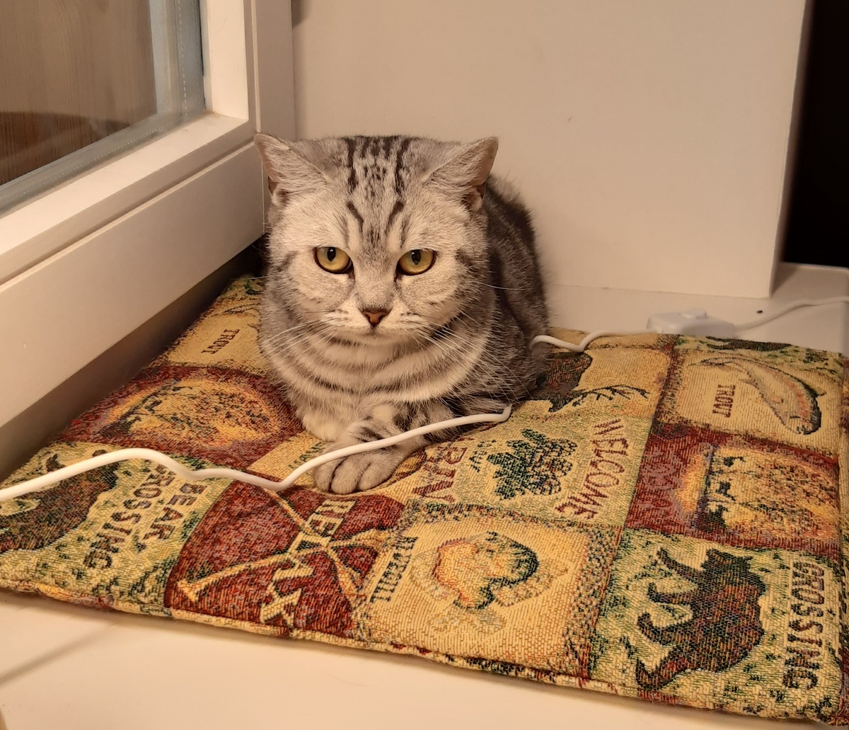 Мия отдыхает на подоконнике в зале.