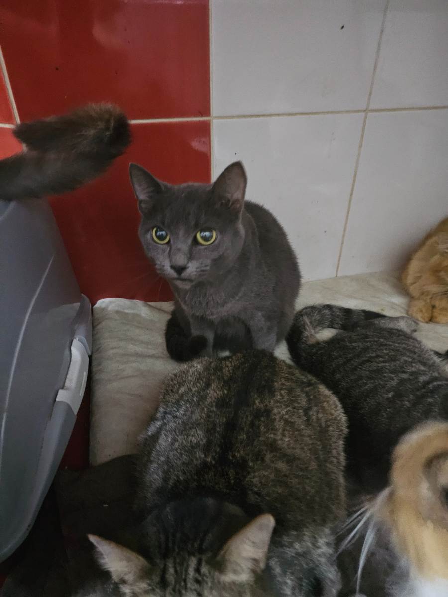 Фото автора. Наша Шеба.