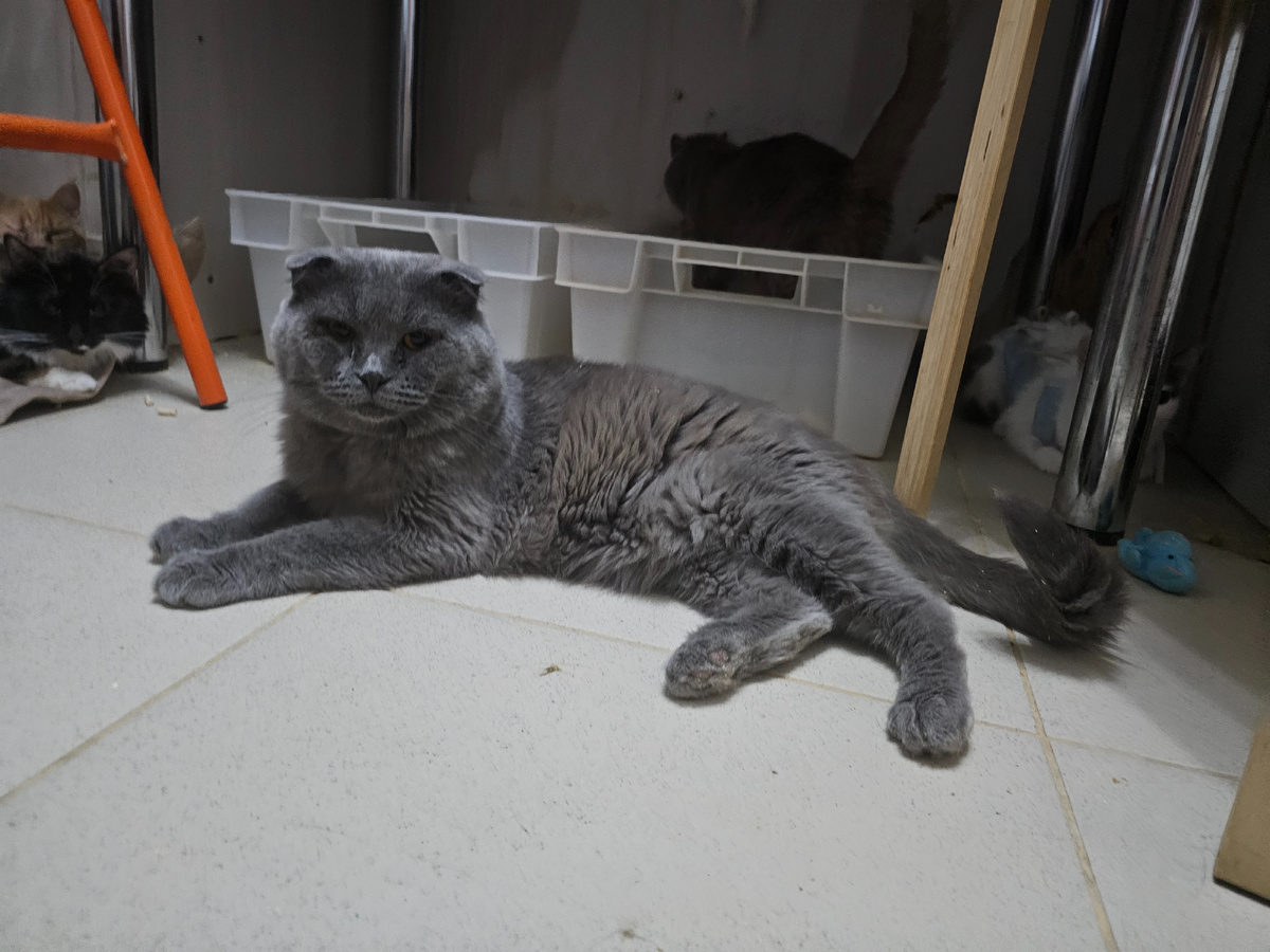 Фото автора. Пасхаля принесли усыплять. Сейчас боремся за его жизнь. Он болеет фип.