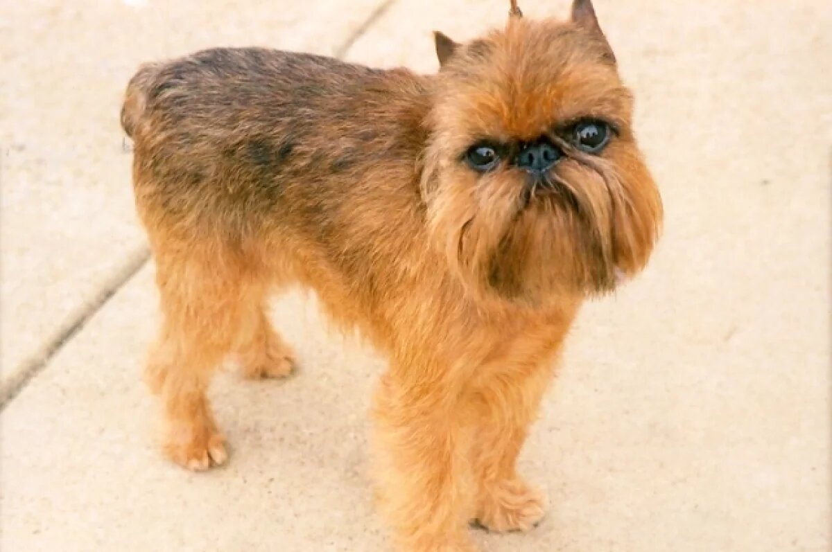    Собака породы брюссельский гриффон.