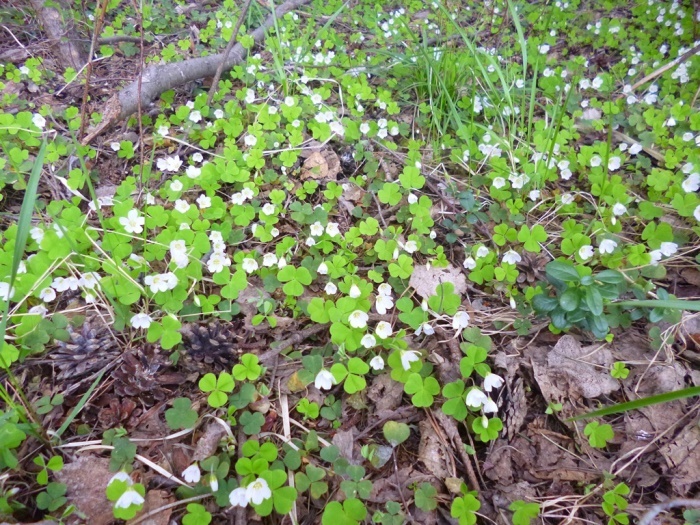 Кислица обыкновенная в конце мая на опушке леса (фото из архива автора)