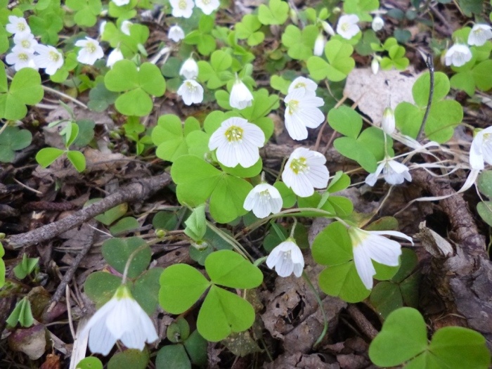 Цветки и листья кислицы обыкновенной (фото из архива автора)