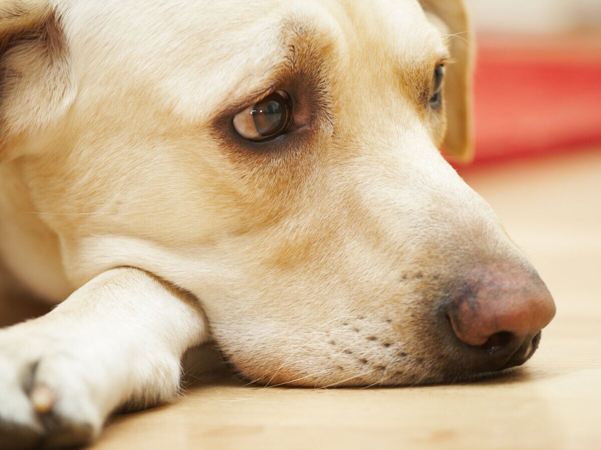    Собака© Depositphotos.com / Chalabala