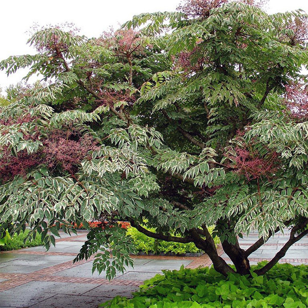 Аралия высокая