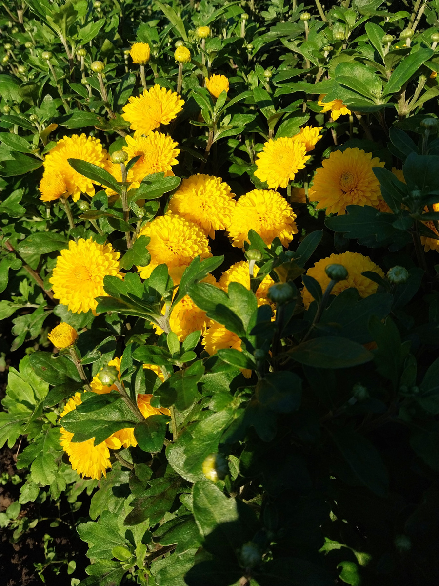 Моя мультифлора в редких лучах солнца