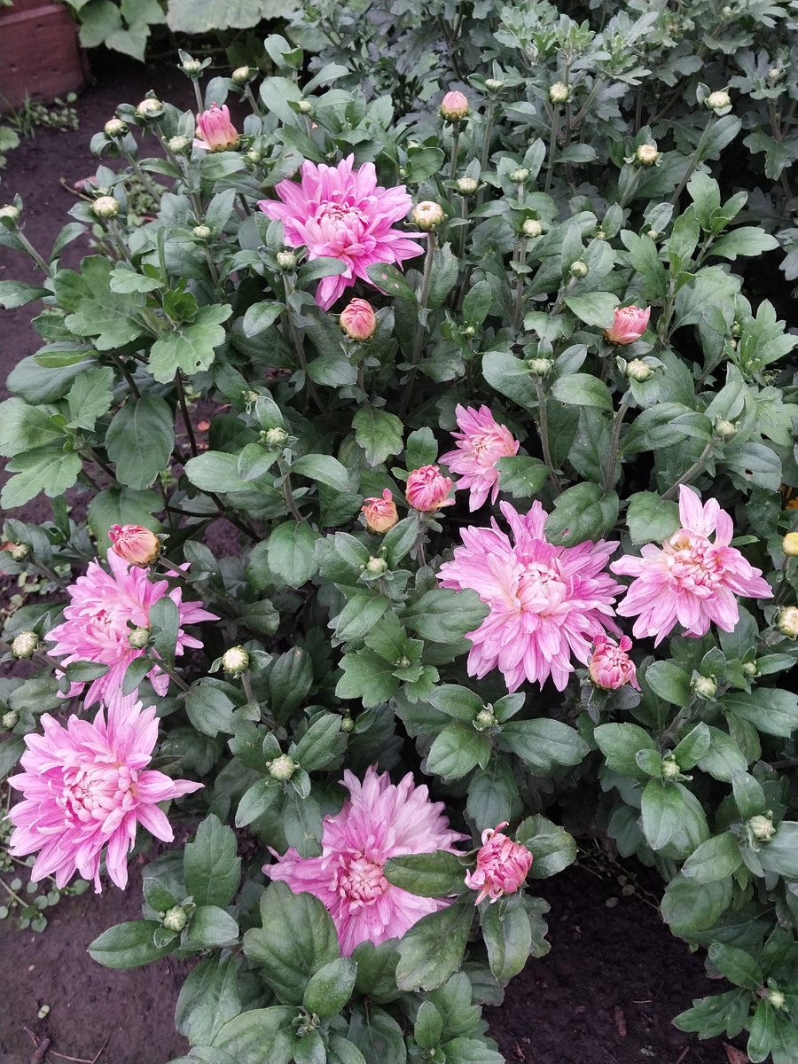 Розовая хризантема мультифлора