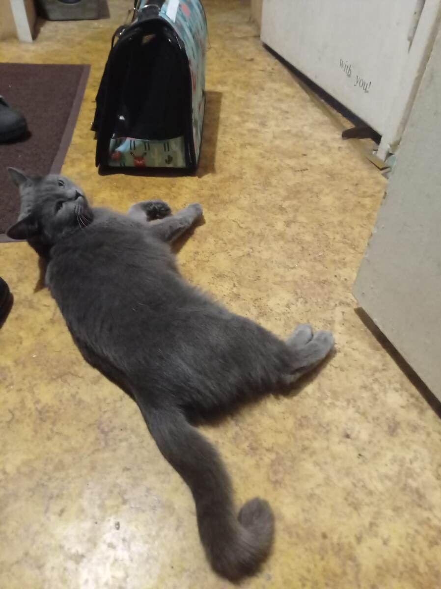 Выяснив историю происхождения этой удивительной кошки, можно было без опасения отдавать ее в дом, где ее уже очень ждали