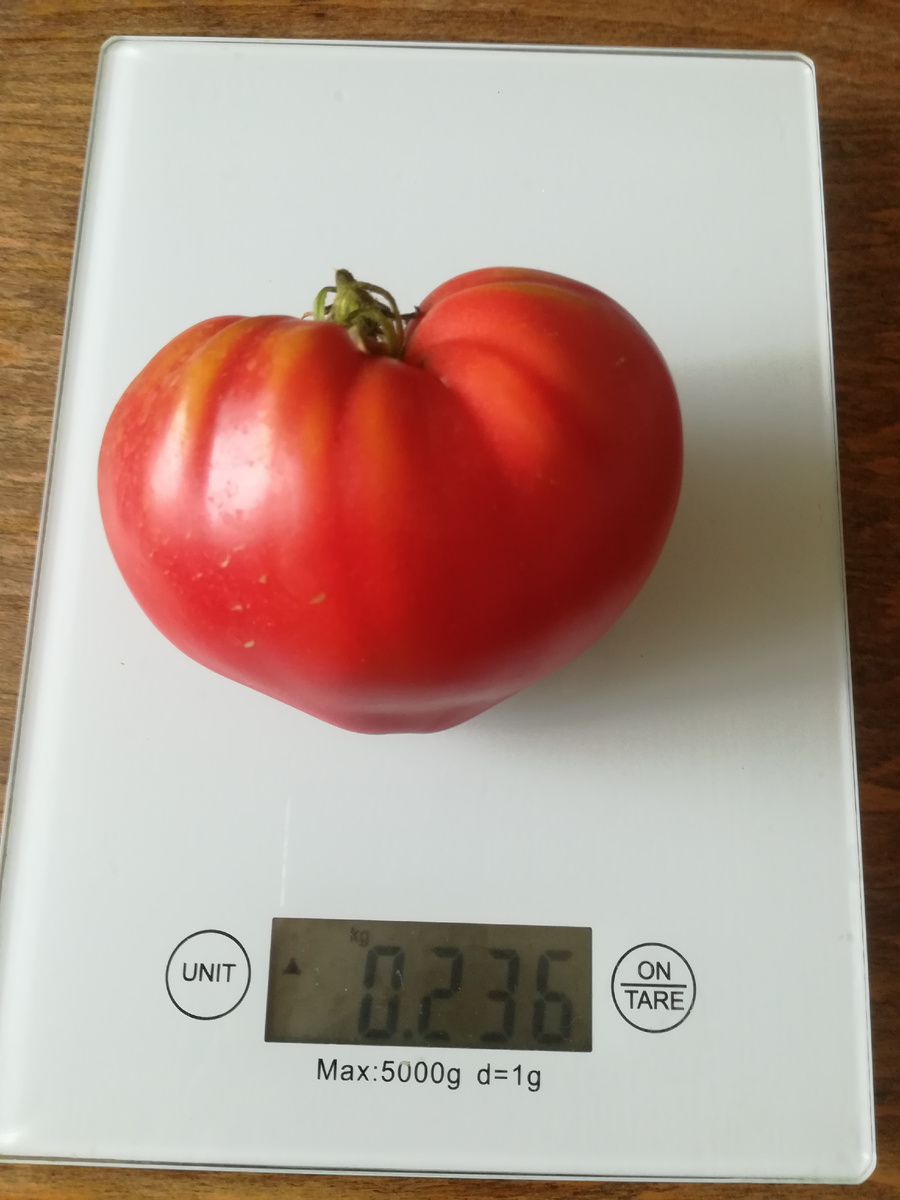 Сорт крупноплодный, среднеранний