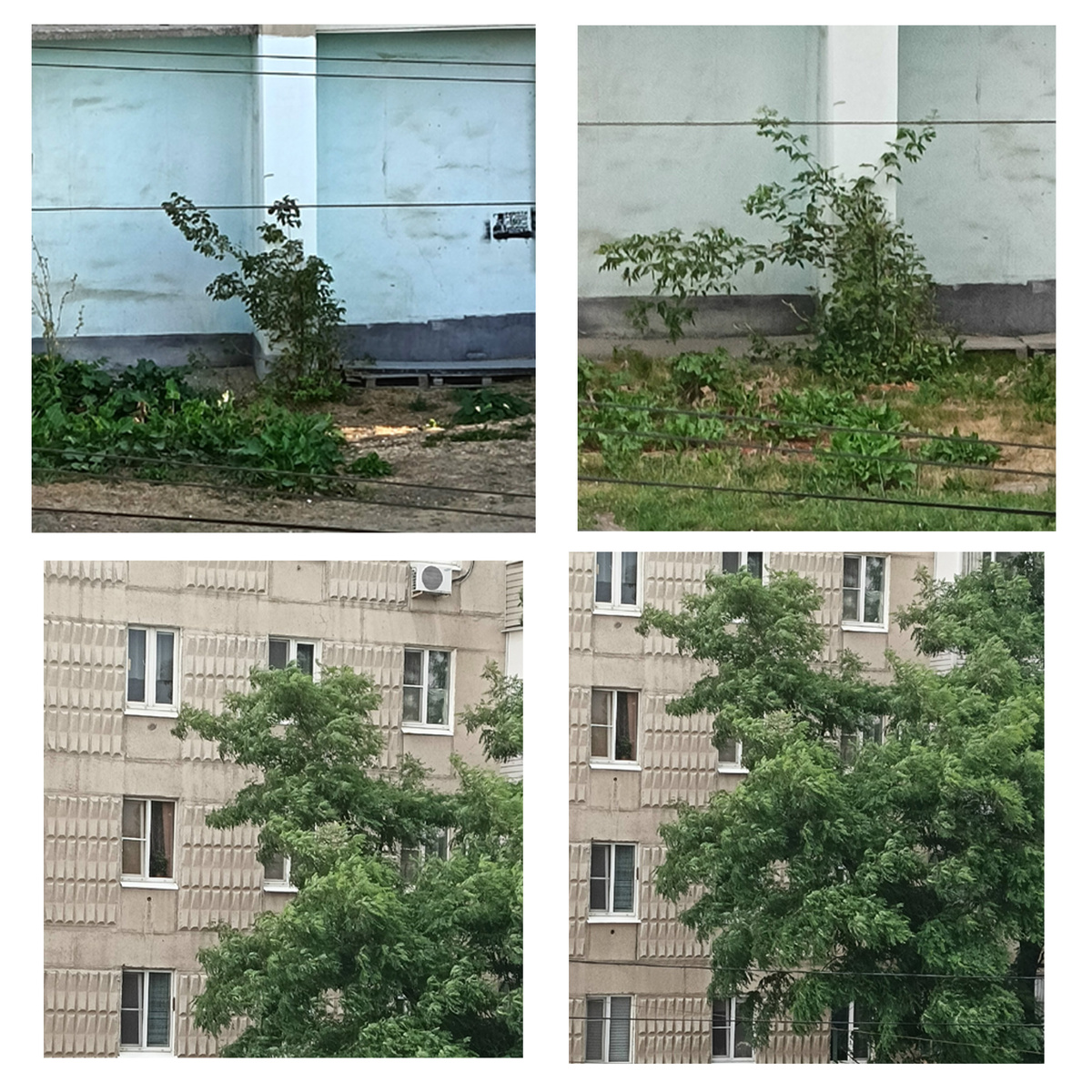 Сверху: Баба Яга в ступе, и она же через год - Фея с крылышками :)  Внизу: Крякалка (голова динозавра?)