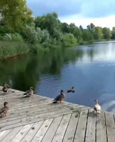  Кормим уточек на Коноваловском пруду из личного архивв