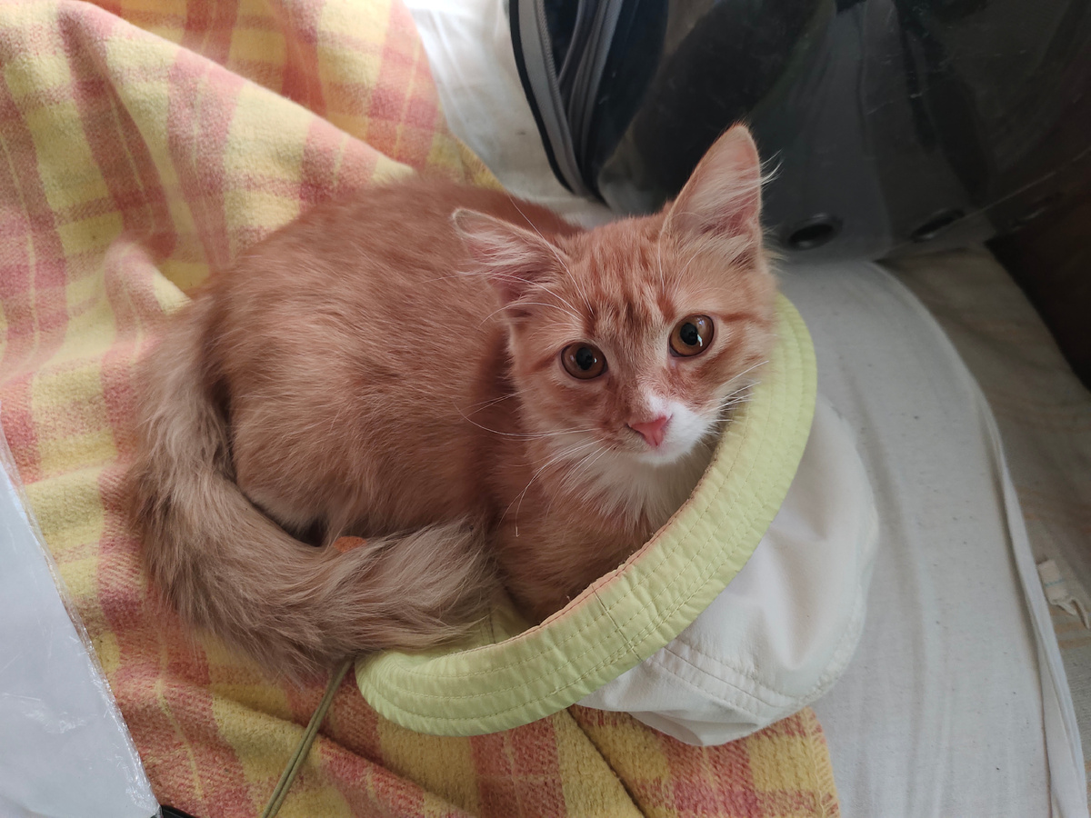 Котёнок Феня из Карадагского заповедника 