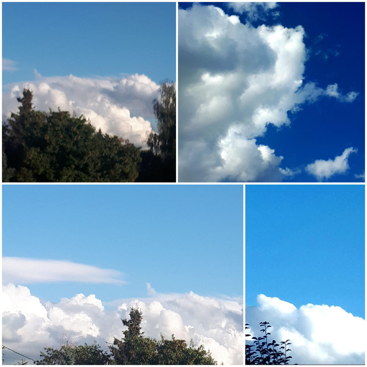 Коллаж автора 21.08.2025г.