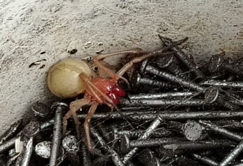    Жители Орска нашли на своем участке ядовитого паука – желтого сака