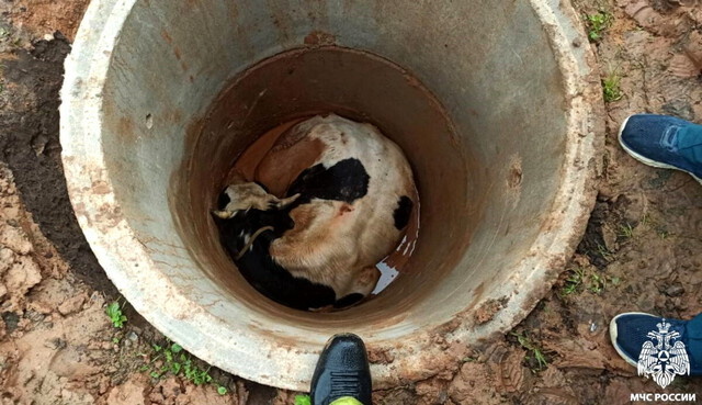 Под Тверью бычок провалился в колодец. Спасатели – молодцы!
