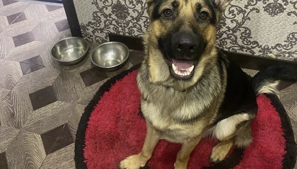 Потеряшка Кекс нашёлся в Пермском крае. Верим, что и бенгал Чипс найдётся тоже