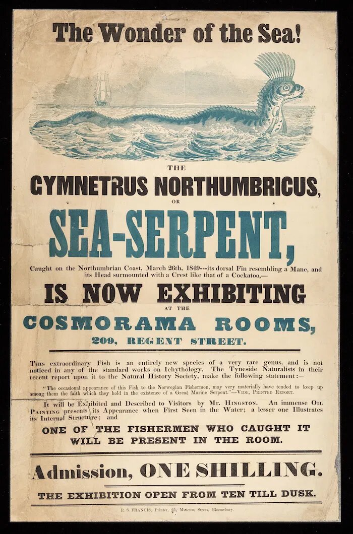 «Чудо моря!»: «Морской змей» (вероятно, рыба-лента или ремённик), пойманный на побережье Нортумбрии, около 1850 года. Коллекция Wellcome. Общественное достояние.