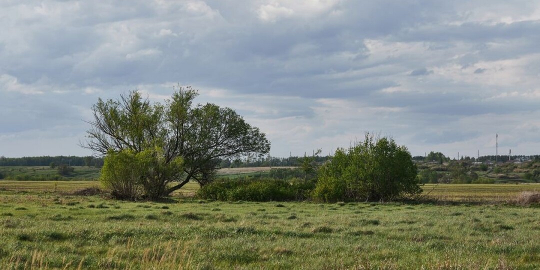 В шести районах Пензенской области установлен карантин по повилике