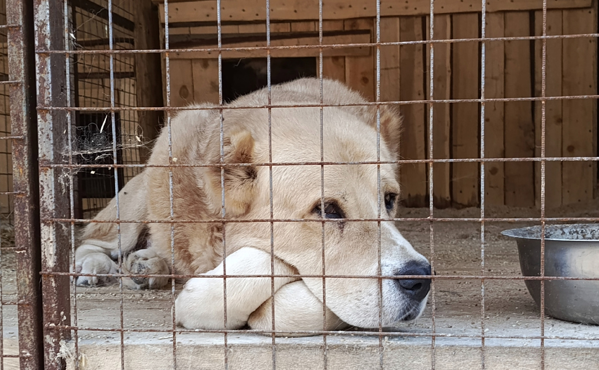 Вулкану грустно. 
