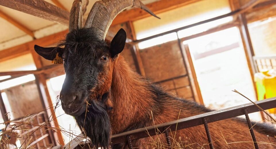    Пресс-служба Министерства сельского хозяйства и продовольствия Московской области