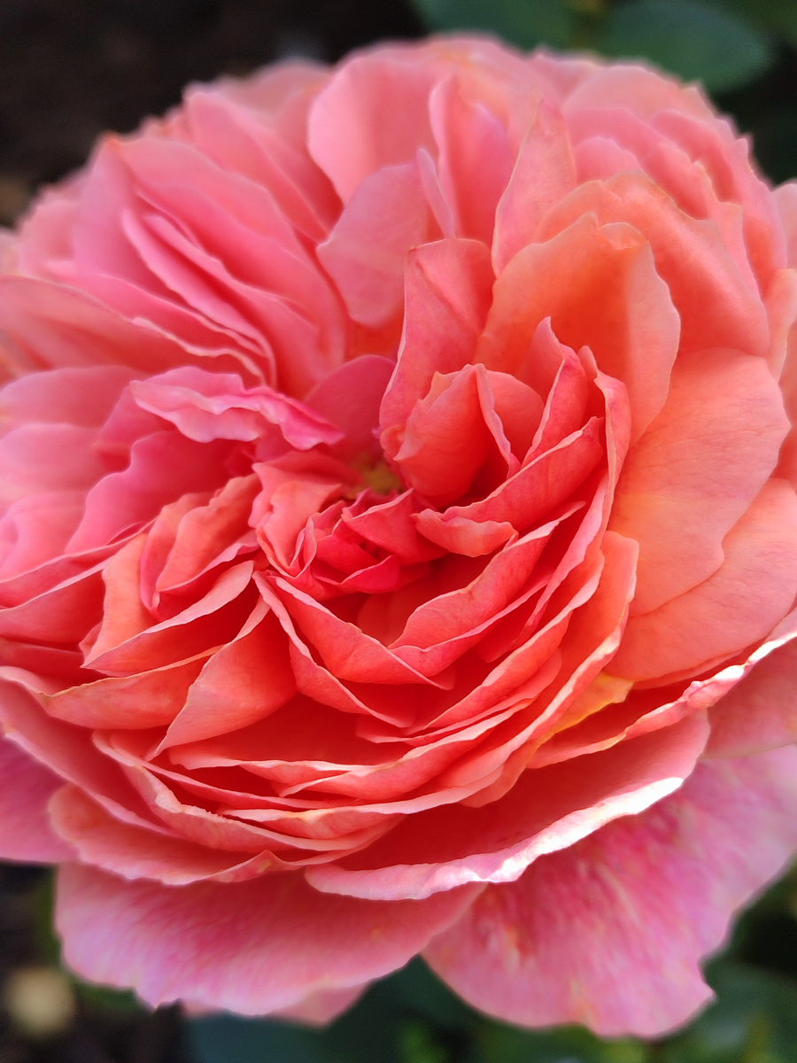 Папи дельбар