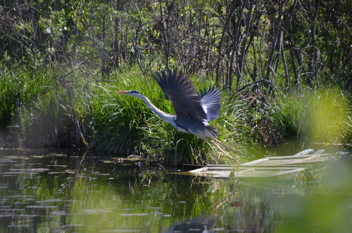 аист на нашем болоте.фото автора