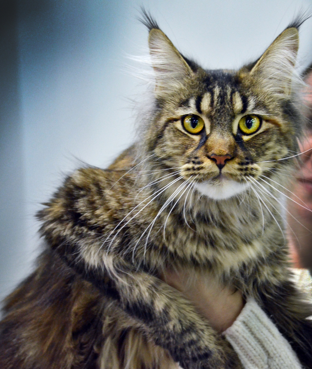 кот-мышелов,фото автора