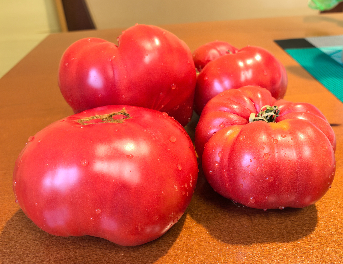 Африканская королева 