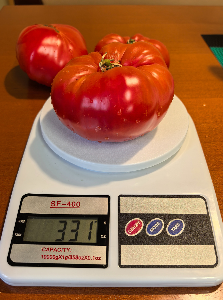 Африканская королева 