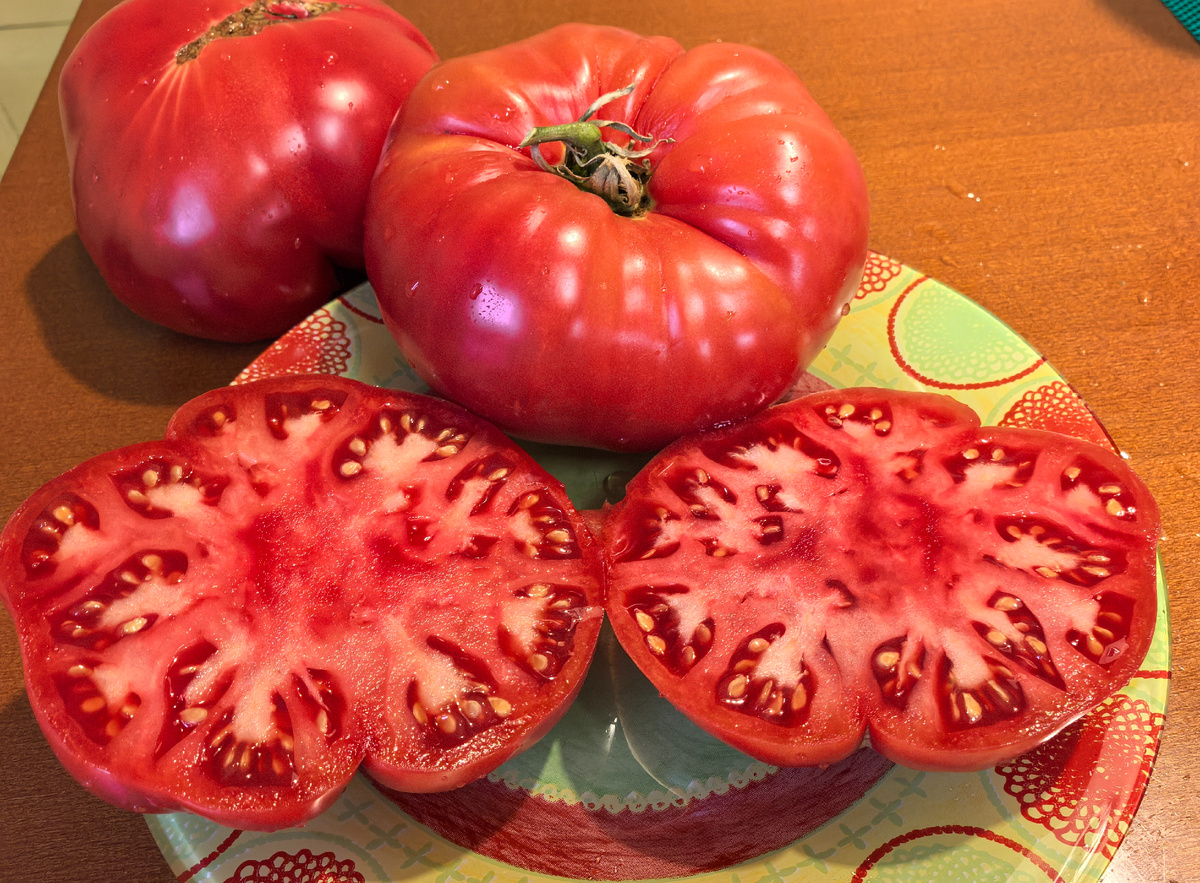 Африканская королева 