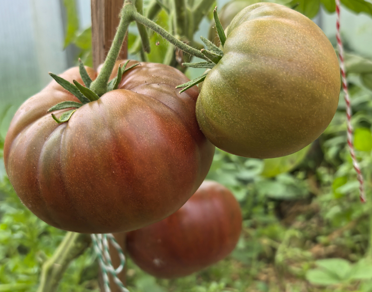 Сиреневое озеро 