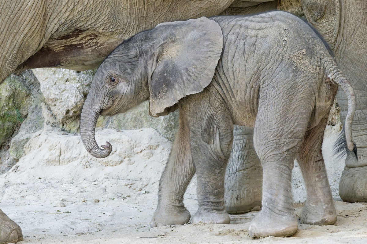 Источник фото: https://www.zoovienna.at/