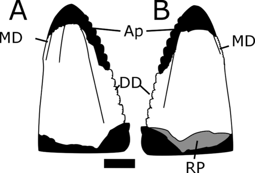 Зубы кросбизавра.