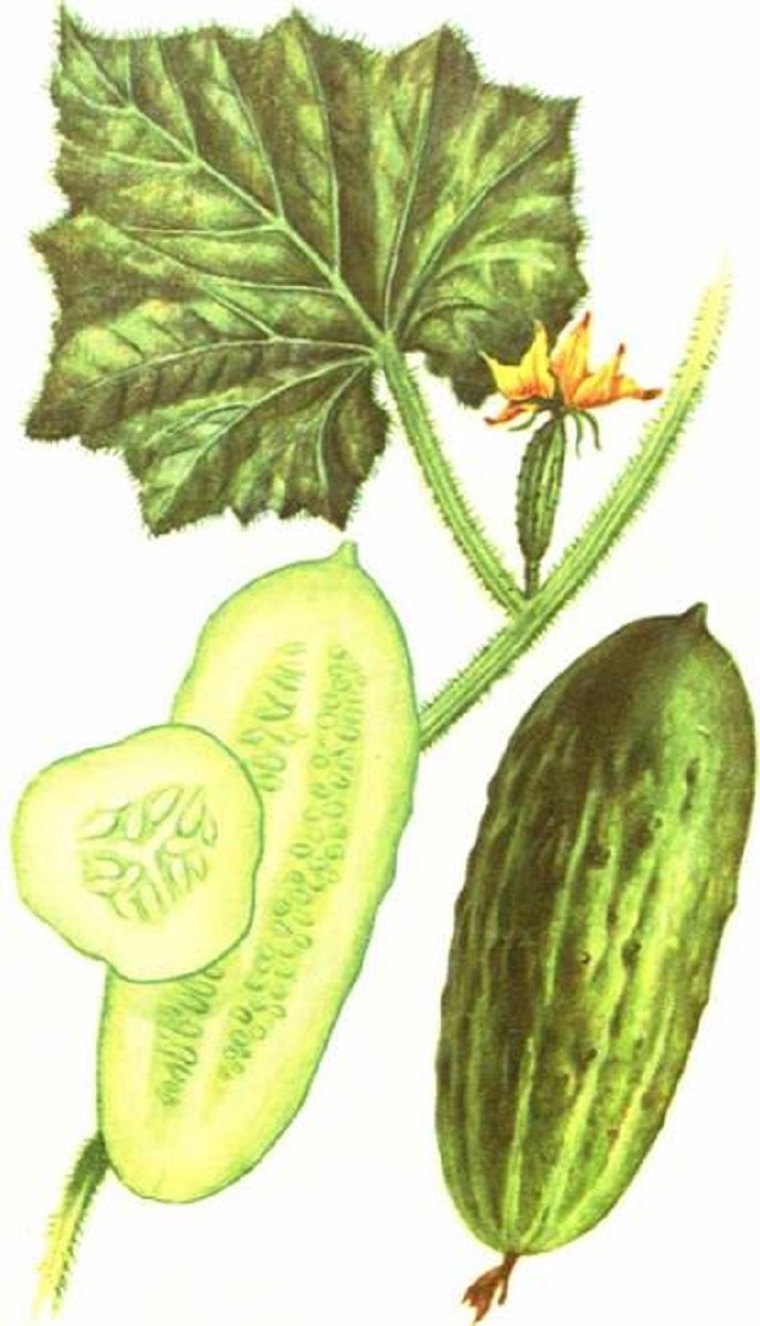 Сорт огурца ‘Берлизовский’.