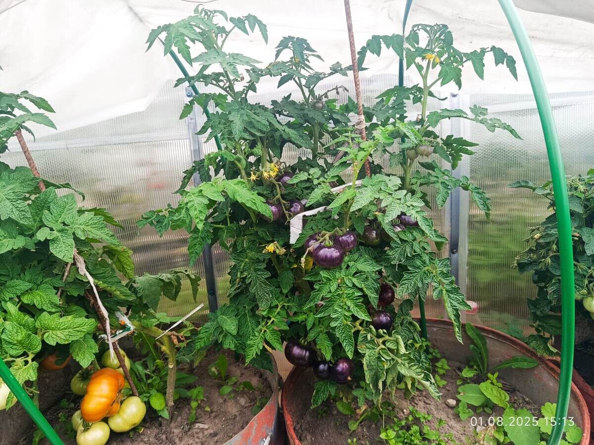 Слева Махагони, справа Полосатый энто. Кусты обоих гномов одинаковые