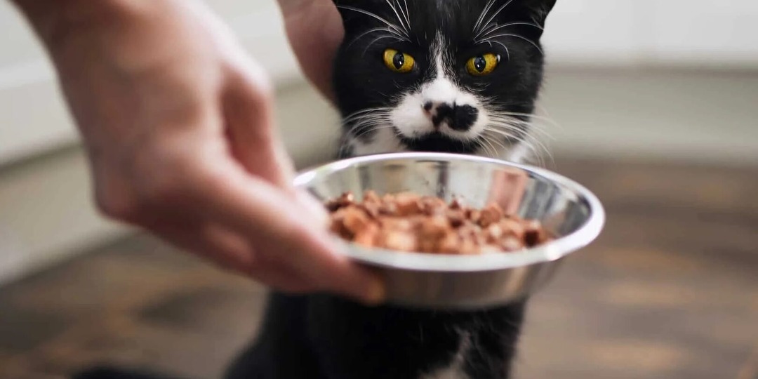 Почему кошка съедает только только соус от влажного корма