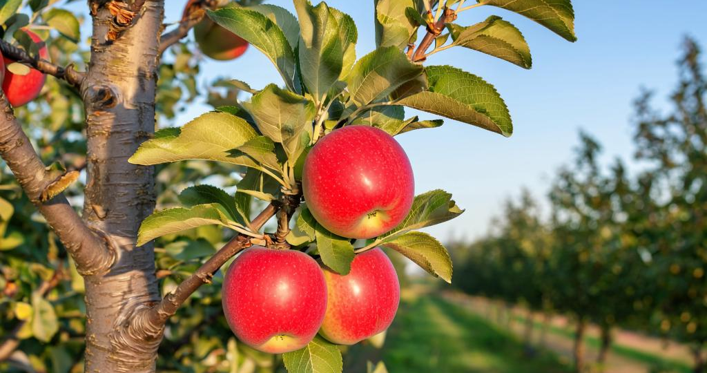 Дефицит калия у яблони: невидимый вор урожая. Как распознать и восстановить баланс