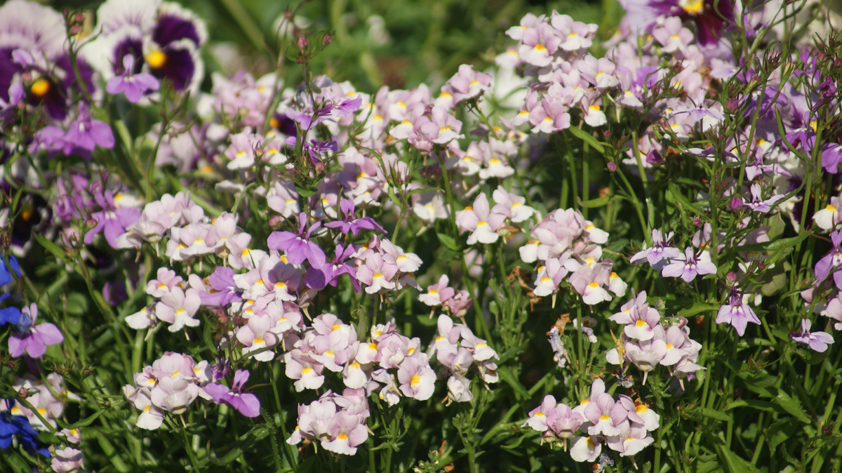 Немезия в моём саду