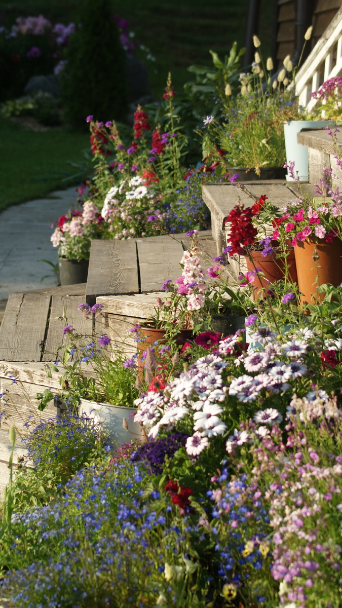 Мой контейнерный сад в этом сезоне