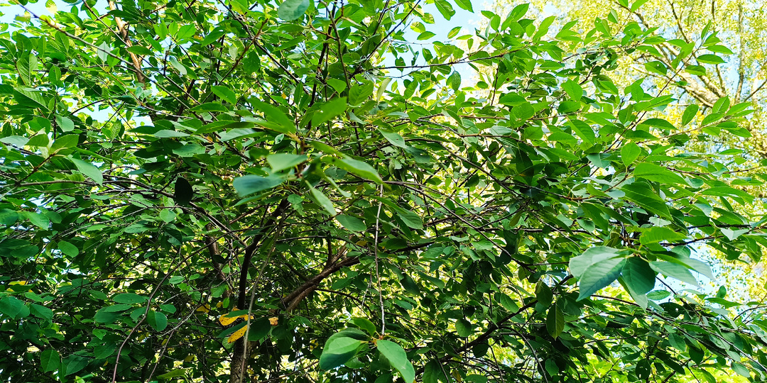 Вишнёвый Секрет Старого Хутора: Почему За Листьями Охотились Больше, Чем За Ягодами?