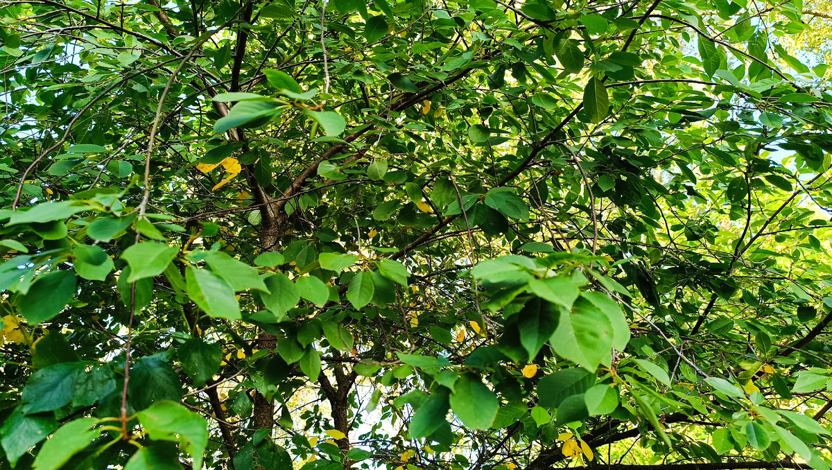 Дерево вишни.