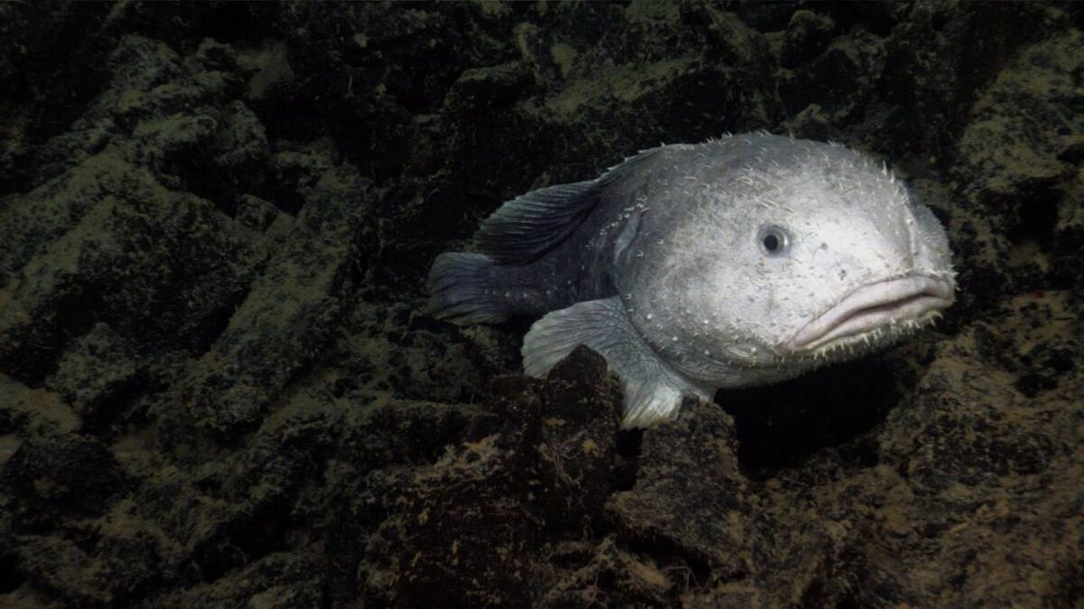 Рыба-капля в естественной среде обитания