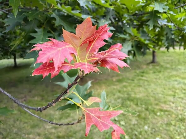    Фото: Никита Чудин. UG.RU