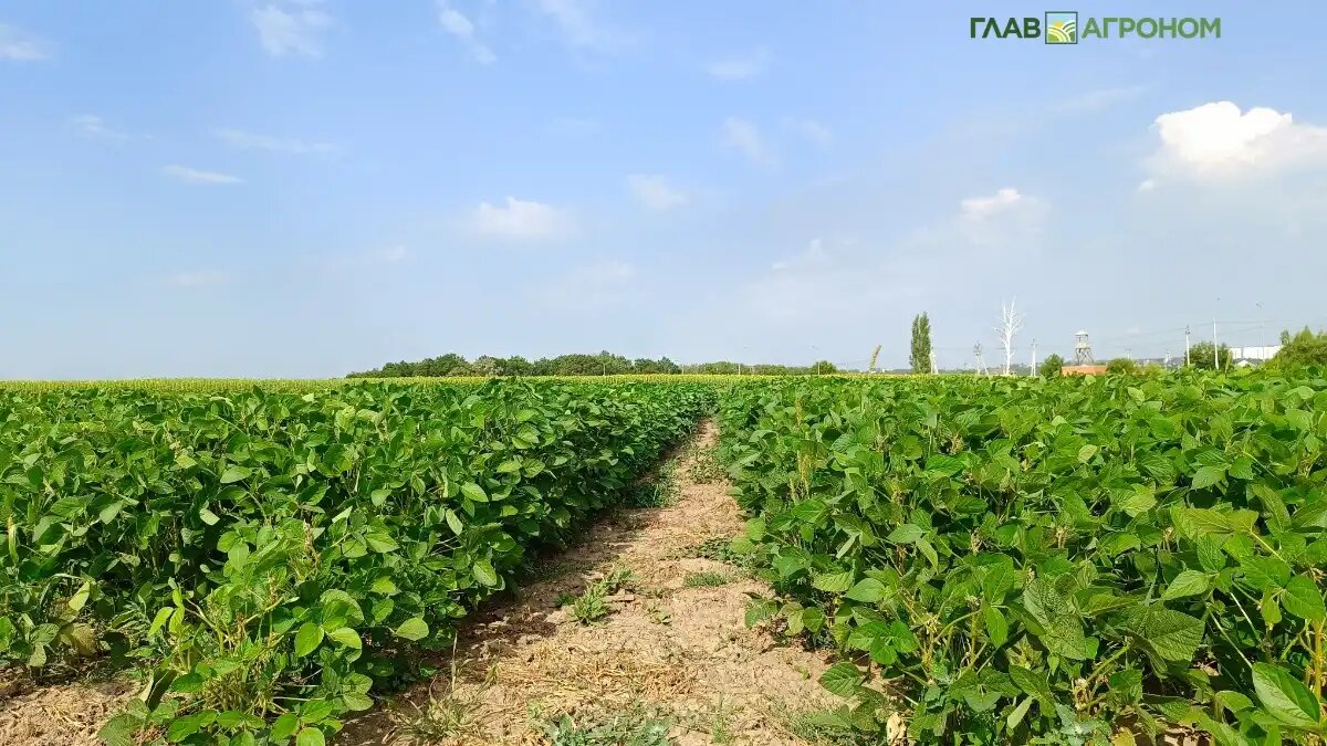 Олег Ширинин - президент компании СОКО