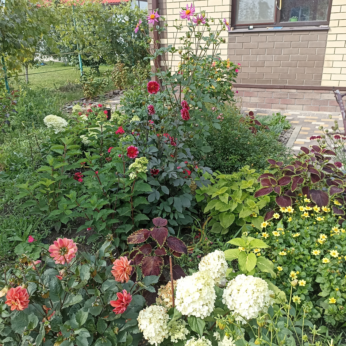 Мой небольшой садик) . На следующий год гортензии выделю, в этом году маленькие вот и насадила рядом однолеток.