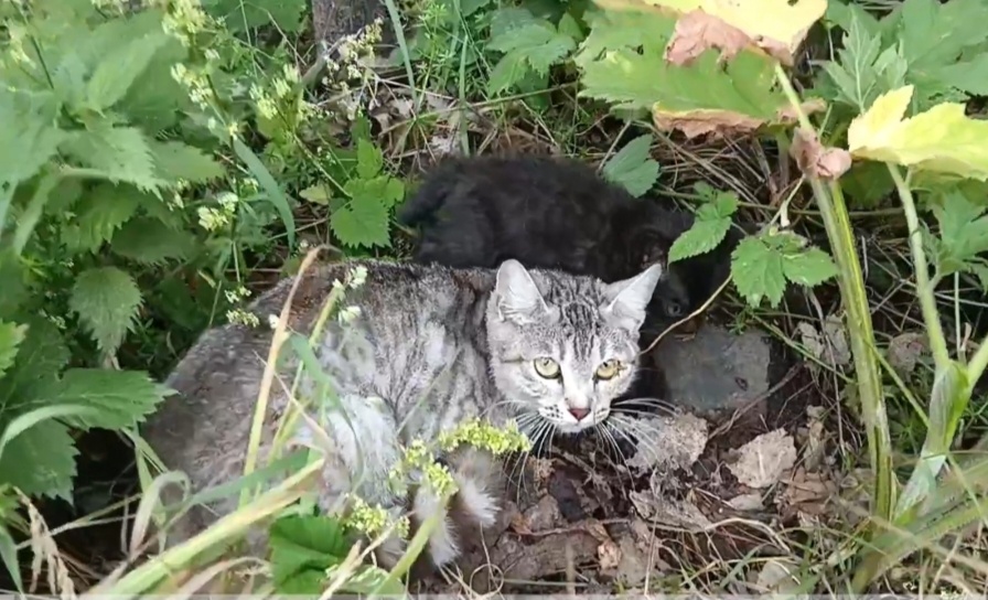 Молодая мамочка и 3 котёнка 