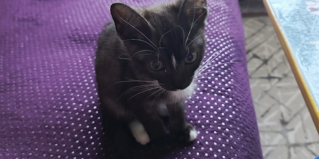 Два месяца заточения для котят закончились. Рокси, Ася, Соня дома