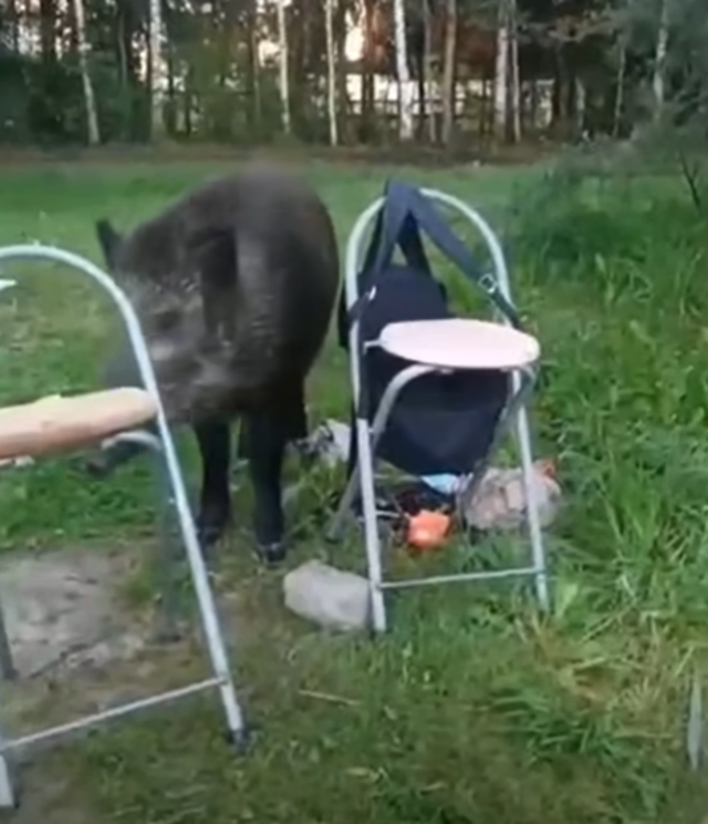 Под Тверью кабан загнал рыбаков в пруд и съел закуску